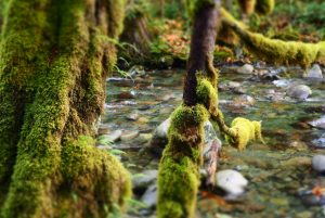 Moss used for green infrastructure